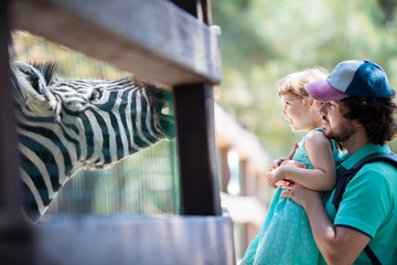 Zoo visitors feeding zebra through the fence