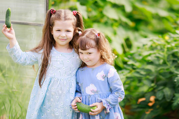 Two little sisters in the greenhouse with harvest of cucumbers