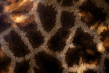 Genuine Leather Skin Of Giraffe With Light At Dark Brown.