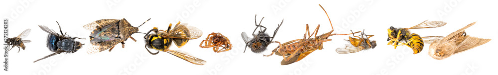 Dead Three Insects Many different dead insects are in one pile. Isolated on white Stock ...