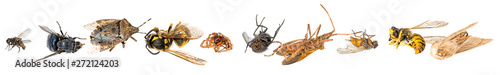 Fotomural Many different dead insects are in one pile. Isolated on white