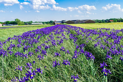 Beautiful Summer Or Spring Landscape With Flower Fields In Holland Iris Field On A Bright Blue Sky Background Flower Plantations In Holland Farms Stock Photo Adobe Stock Beautiful Summer Or Spring Landscape With Flower Fields In Holland Iris Field On A Bright Blue Sky Background Flower Plantations In Holland Farms Stock Photo Adobe Stock