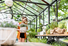 Young Woman Carrying Flowerpot With Lavander, Taking Care Of Plants In The Beautiful Greenhouse