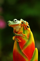 Wall Mural - Beautiful tree frogs with colorful flower buds, Flying javanese frog, rhacophorus reinwardtii 