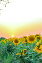 Golden Sunflower In The Sunny Summer Field, Field Of Blooming Sunflowers On A Background Sunset  