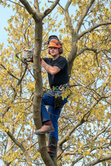 Sticker - Arborist or Tree Surgeon cutting a branch up a tree using a chainsaw.