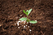 Green plant in soil with chemical fertilizer. Gardening season