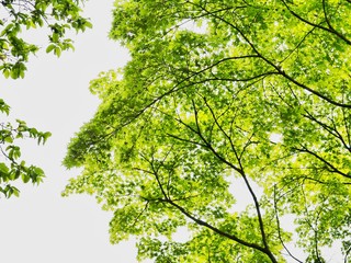 Sticker - tree with green leaves