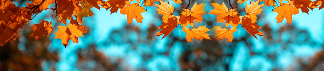 Fototapeta piękny park niebo drzewa jesień