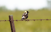 Bobolink Sitting On A Barbed Wire Fence With Talons Clearly Visible And Blending In With  The Barbed Wire