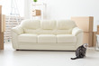 © satura_ - Beautiful gray scottish fold cat sits near a new empty sofa while moving to a new apartment. Concept of housewarming and good tradition with a cat.