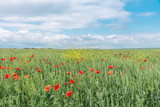 Fototapeta Kwiaty - Natural background- poppy flowers