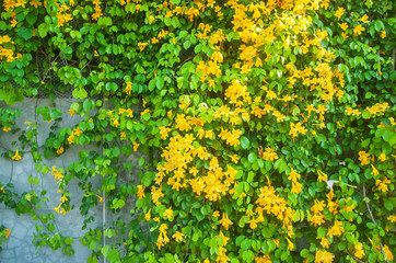 Wall Mural - Blooming Yellow bell flowers on modern fence in summer.