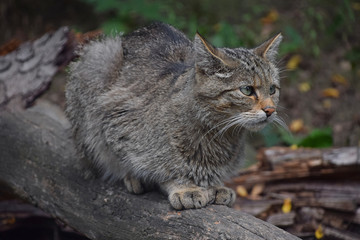 Wall Mural - European wildcat standing side view close up