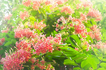 Wall Mural - Blooming Rangoon creeper flowers in summer.