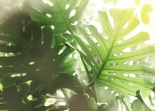 Monster Leaves Tropical Gren Background With Sunlight, Palm Leaf Summer