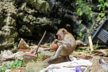 Little monkey eating coconut in the jungle