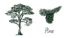 Pine Tree Silhouette And Branch With Cone, Hand Drawn Doodle, Sketch, Black And White Vector Illustration