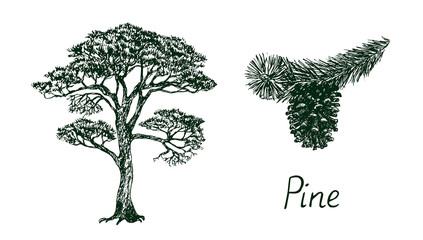 Pine tree silhouette and branch with cone, hand drawn doodle, sketch, black and white vector illustration