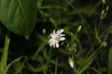 white flower in garden