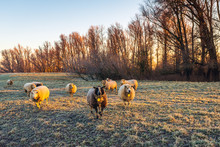 Sheep In Early Morning Sunlight