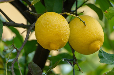 Ripe yellow lemon, tropical citrus fruit hanging on tree with water drops in rain