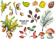 Forest Set With Oak Leaves, Acorns, Mushrooms, Red Rosehip Berries, Pine Cones And Leaves. Watercolor Illustration On White Background.