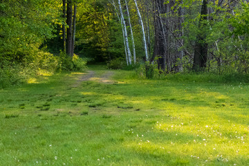 path leding into the forest from a meadow clearing in the northwoods