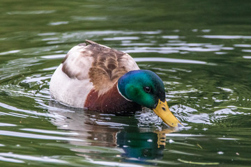 Canvas Print - duck in water