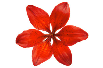 Wall Mural - Red lilly flower head