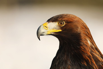 Wall Mural - Steppe Eagle, Aquila nipalensis, detail of head