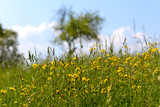 Fototapeta Krajobraz - Dandelions and wildflowers in a spring meadow
