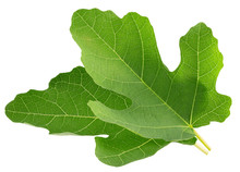 Fig Leaves Isolated On A White Background