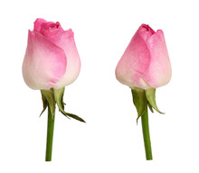 Set Of Pink Rose Buds
