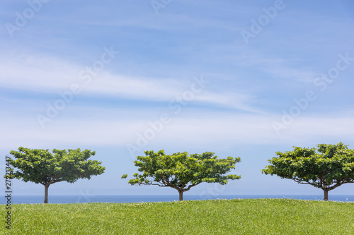 青空と芝生と木と海 背景素材 Stock Photo Adobe Stock