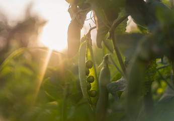 Wall Mural - Fresh green pea pods and sunny spring garden