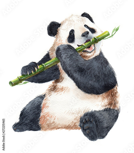 Watercolor panda bear animal illustration isolated on white background Wallpaper Mural