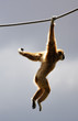 an acrobatic gibbon