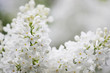 © Nattesha - Beauty the blooming white lilac in the spring