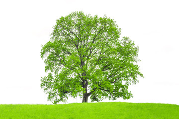 Isolated oak tree on a white background. Trees isolated used for design, advertising and architecture. Tree and green meadow isolated on a white background.