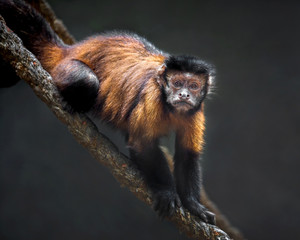 Wall Mural - Capuchins are resting in nature.