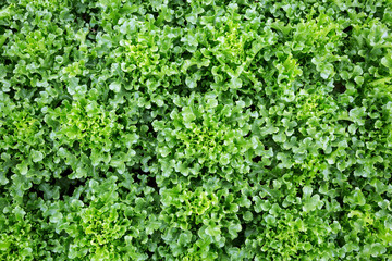 Poster - Non-toxic salad vegetables in the planting field.