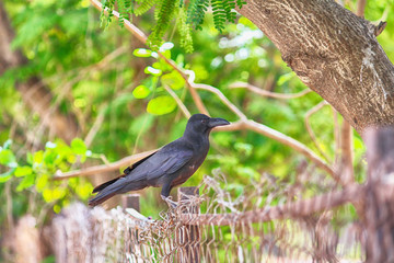 The Most Intelligent Bird Crows, Bird Family Overview