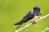 Swallow perched on barbed wire right handside profile