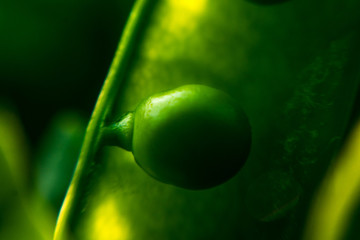 Poster - Fresh green pea pods and sunny spring garden