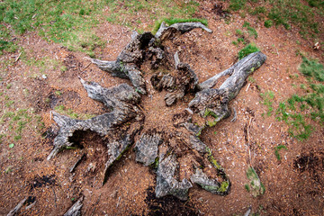 Sticker - stump in forest