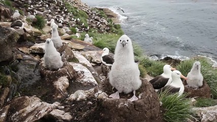 Wall Mural - black-browed albatross chick sitting in its mud cup nest