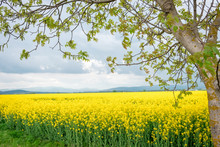 Tree With Leaves On The Background Of Mustard Field In Slovakia