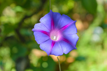 Ipomoea Purpurea (Purple Morning Glory) Flower, Shallow Depth