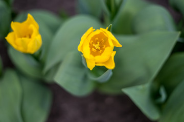 Wall Mural - Flower garden, Netherlands , a close up of a yellow flower with green leaves